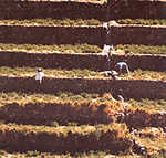 Terrazas de cultivo del altiplano
