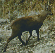 Huemul, ciervo de los canales magallánicos 