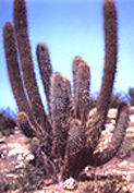 Cactus del altiplano.